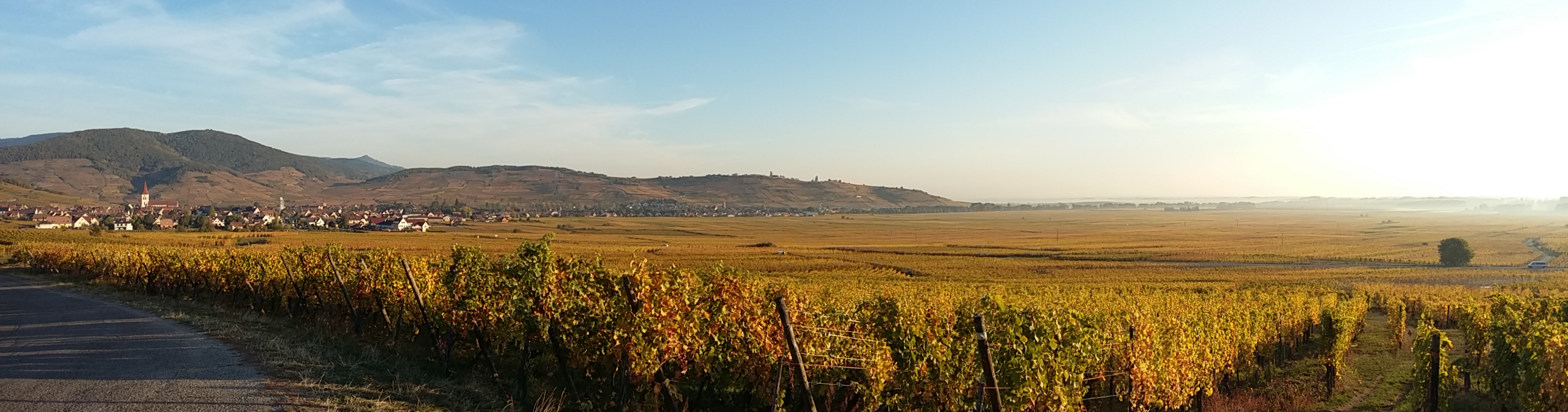 vignes vue sur eguisheim